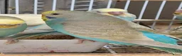Budgerigars birds for sale: Budgies for sale Birmingham  - Advert 4