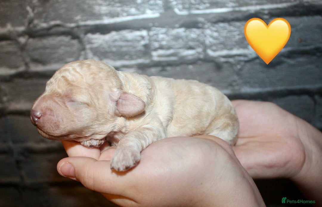 Cockapoo dogs for sale: Health tested Asian toy Cockapoo puppies  - Image 11
