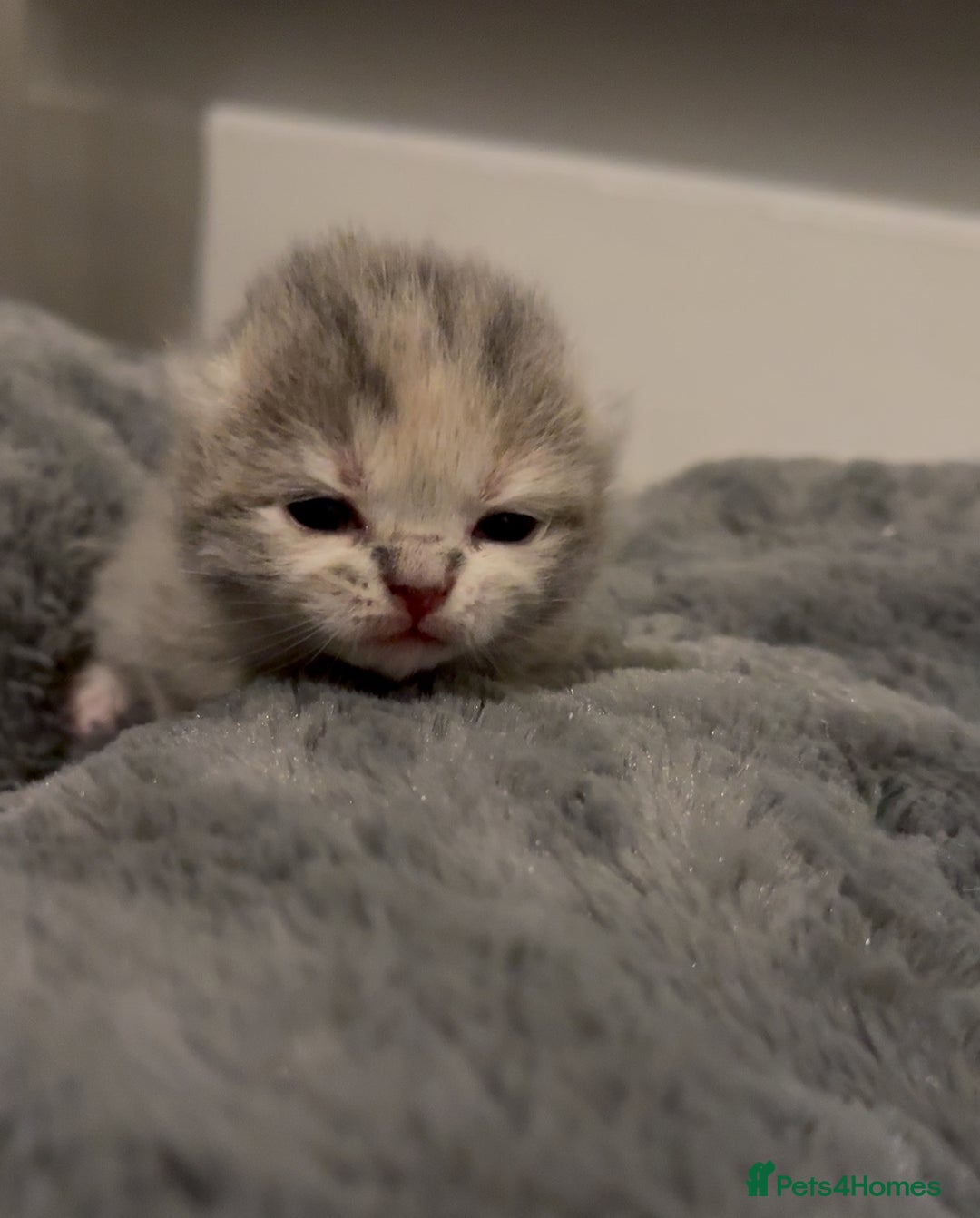 British Shorthair cats for sale: BSH KITTENS FOR SALE (price negotiable) - Advert 4