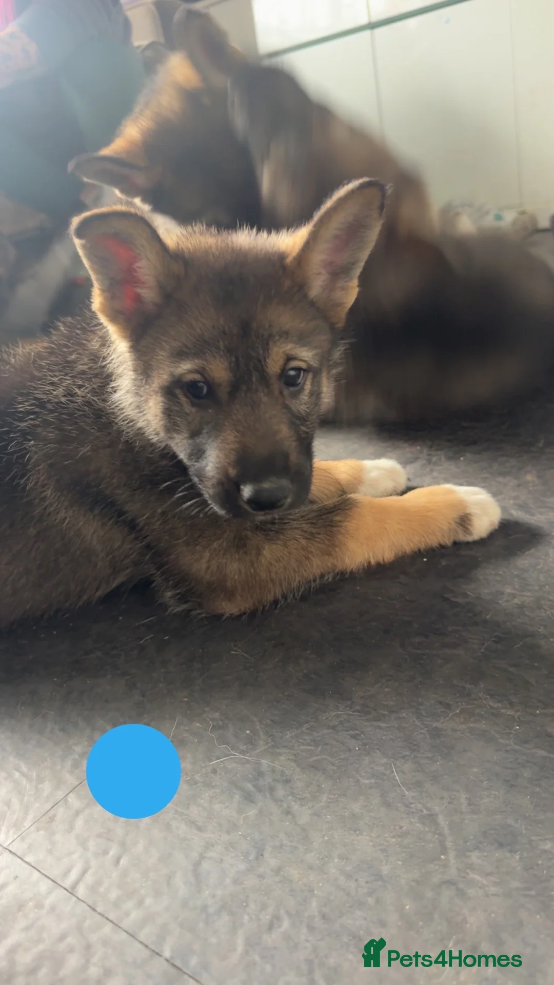 Shepsky dogs for sale: Husky cross German shepherd puppies - Advert 2