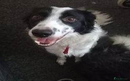Border Collie dogs for sale: Border Collies for sale - Image 12
