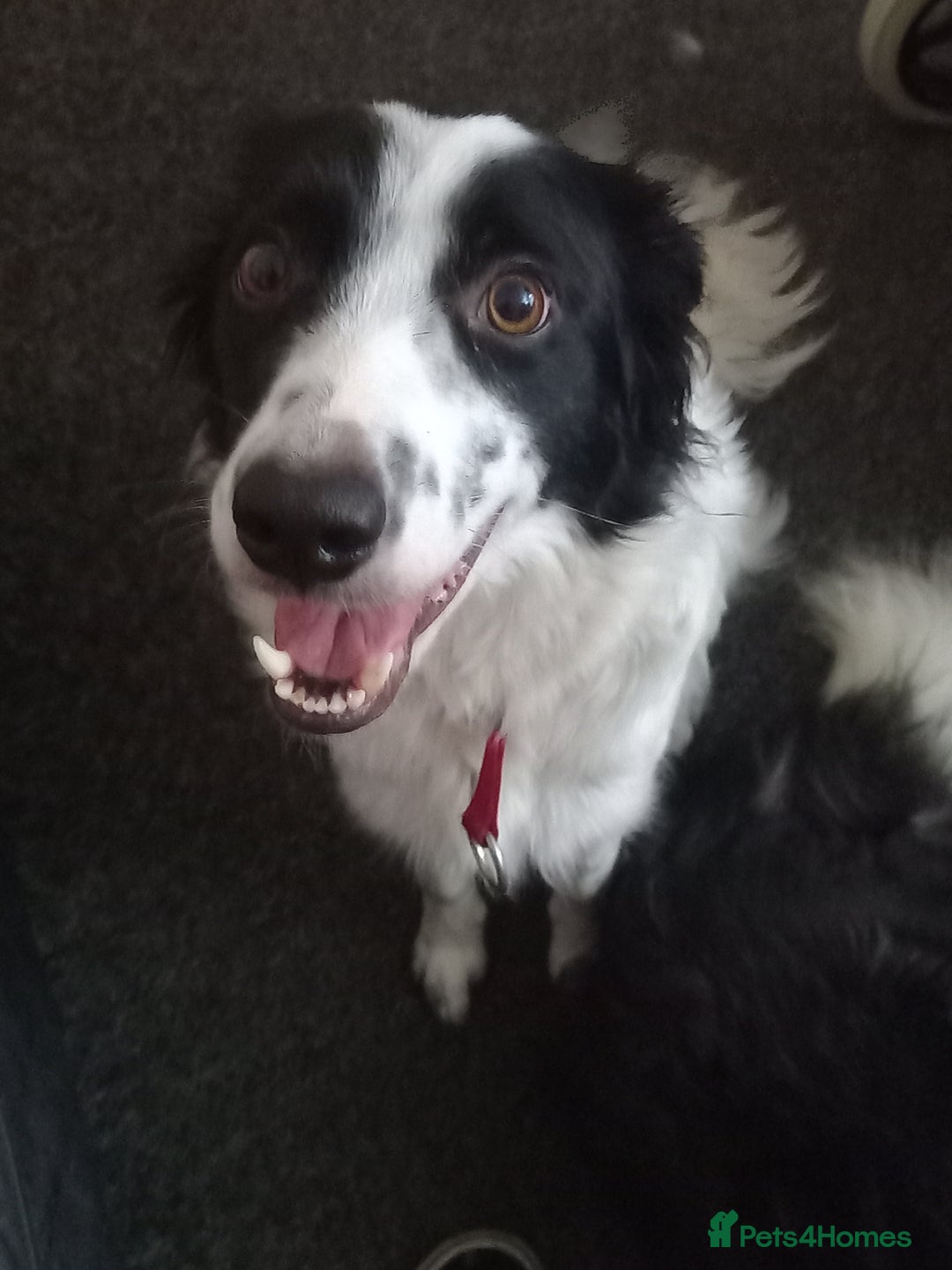 Border Collie dogs for sale: Border Collies for sale - Image 12