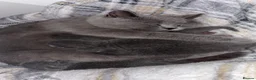 British Shorthair cats for sale: British shorthair kittens💛 - Advert 7