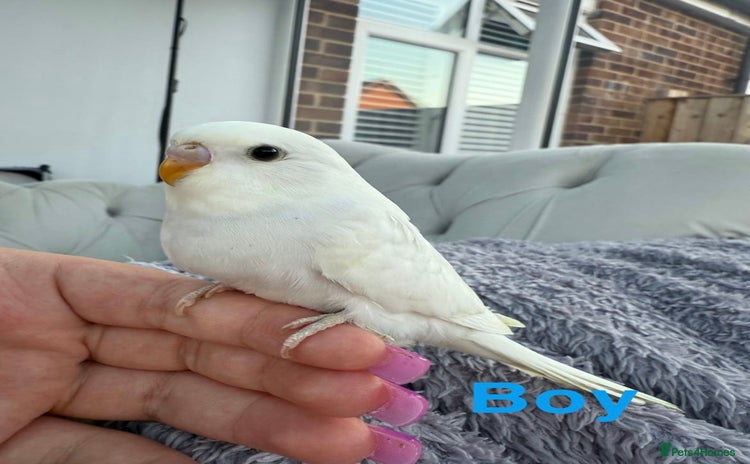 Budgerigars birds - Advert 2