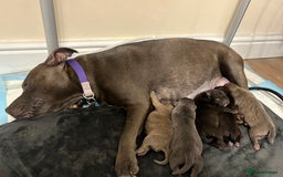 Staffordshire Bull Terrier dogs for sale: Staffordshire bull terrier puppy’s  - Image 1