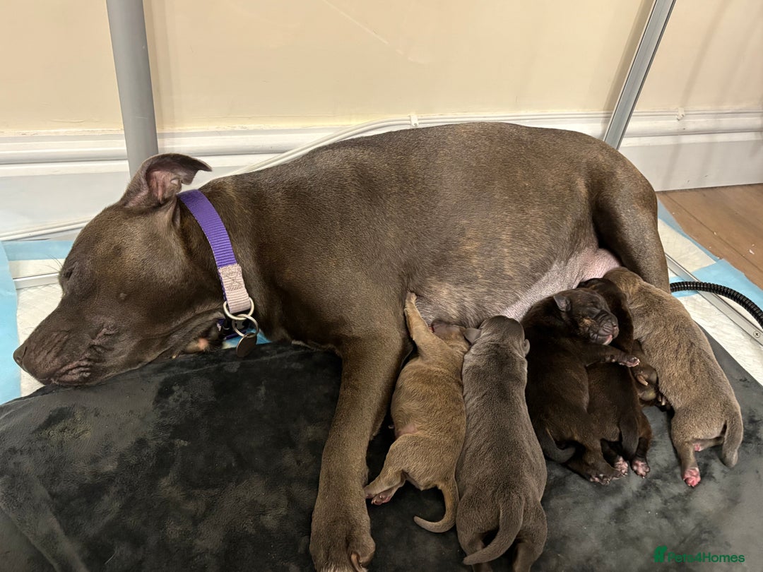 Staffordshire Bull Terrier dogs for sale: Staffordshire bull terrier puppy’s  - Image 1