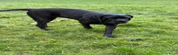 Cane Corso dogs for sale: Rehoming - Advert 1