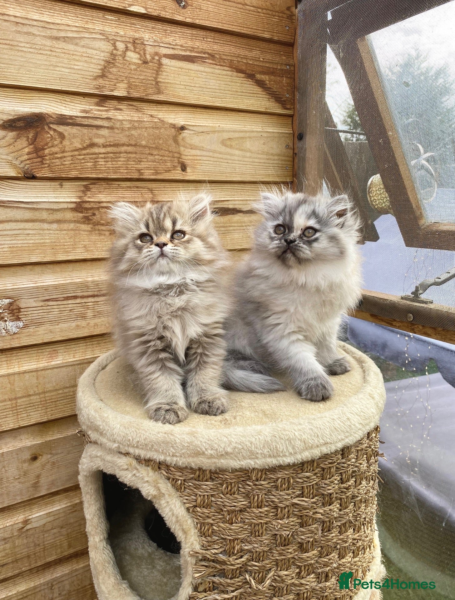 Persian cats BEAUTIFUL DOLL FACE FULL PERSIAN LONG HAIR KITTEN - Advert 2