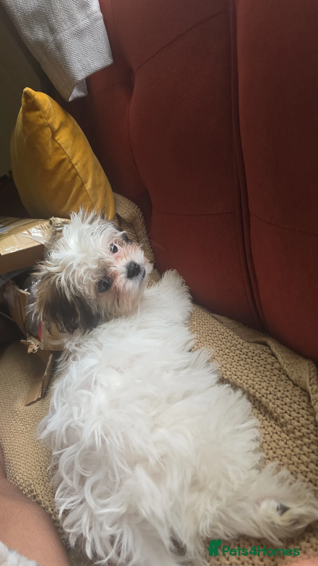 Malshi dogs for sale: MALSHI puppy  - Advert 1