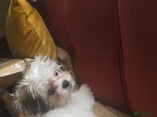 Malshi dogs MALSHI puppy - Advert 1