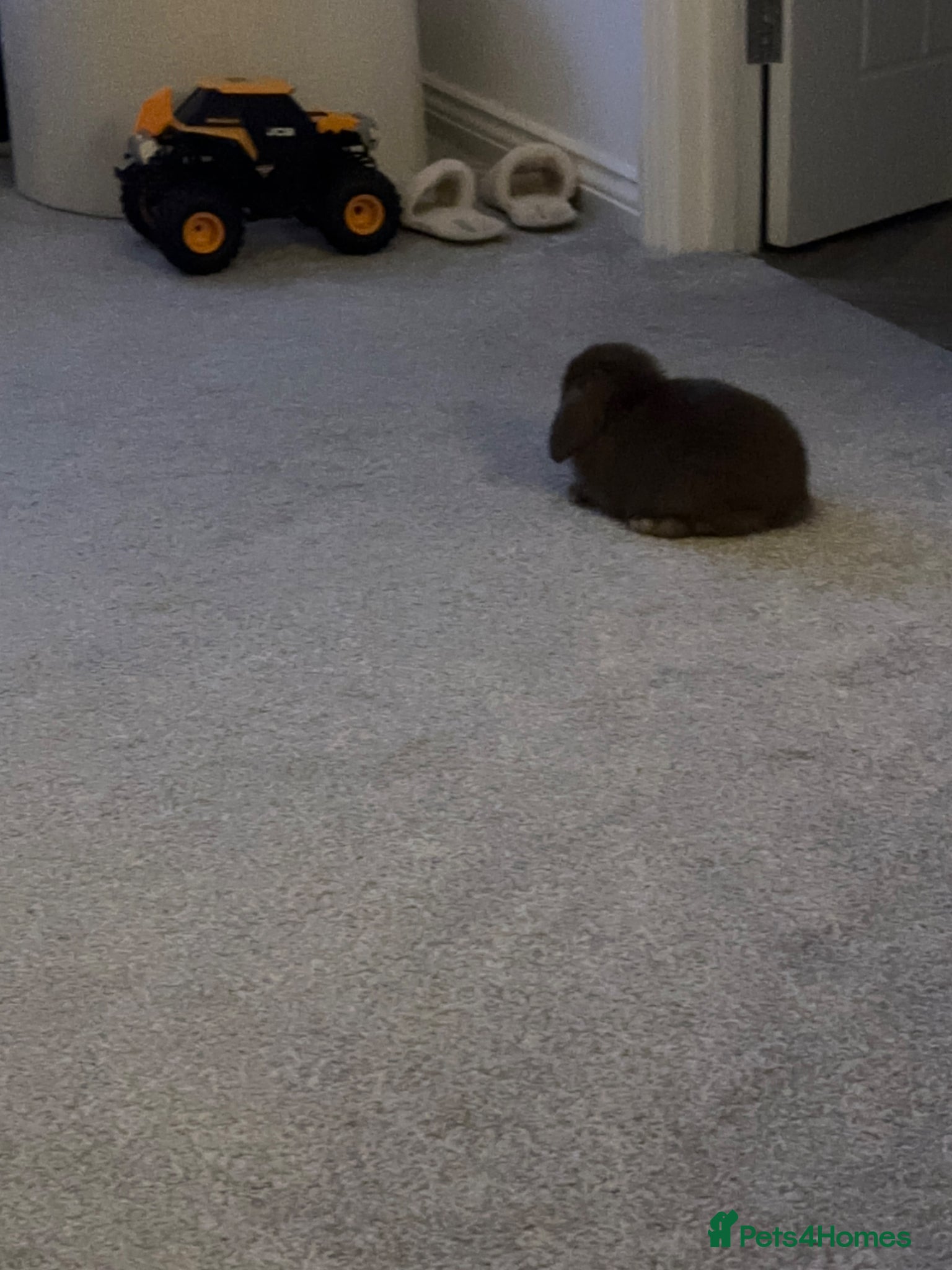 Mini Lop rabbits Chocolate mini lop - Advert 4