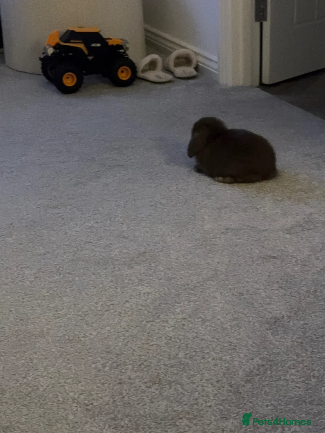 Mini Lop rabbits for sale: Chocolate mini lop - Advert 1