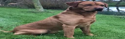 Labrador Retriever dogs for sale: Stunning Chunky KC Registered Red Labrador Puppies - Advert 23