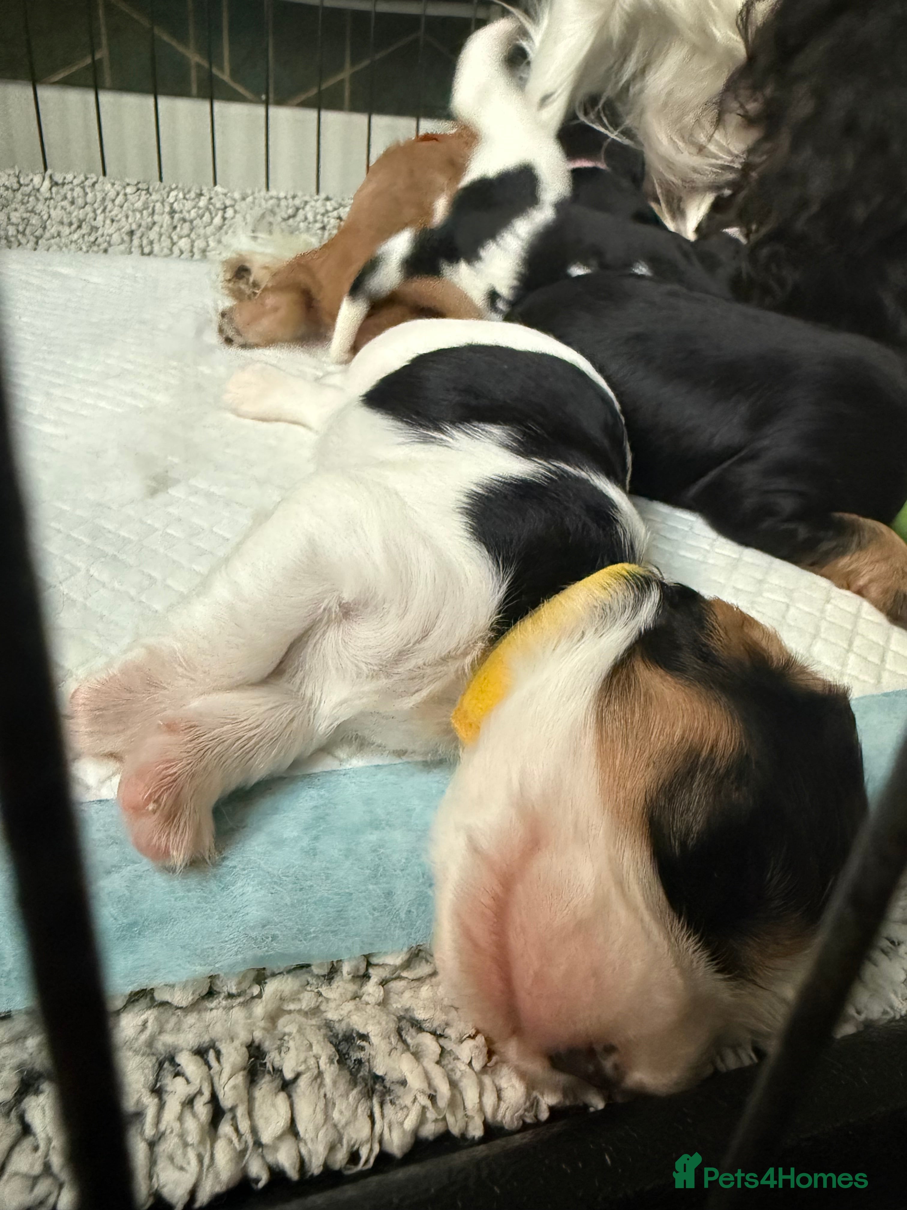 Cavalier King Charles Spaniel dogs Cavalier King Charles Spaniel Puppies  - Advert 2