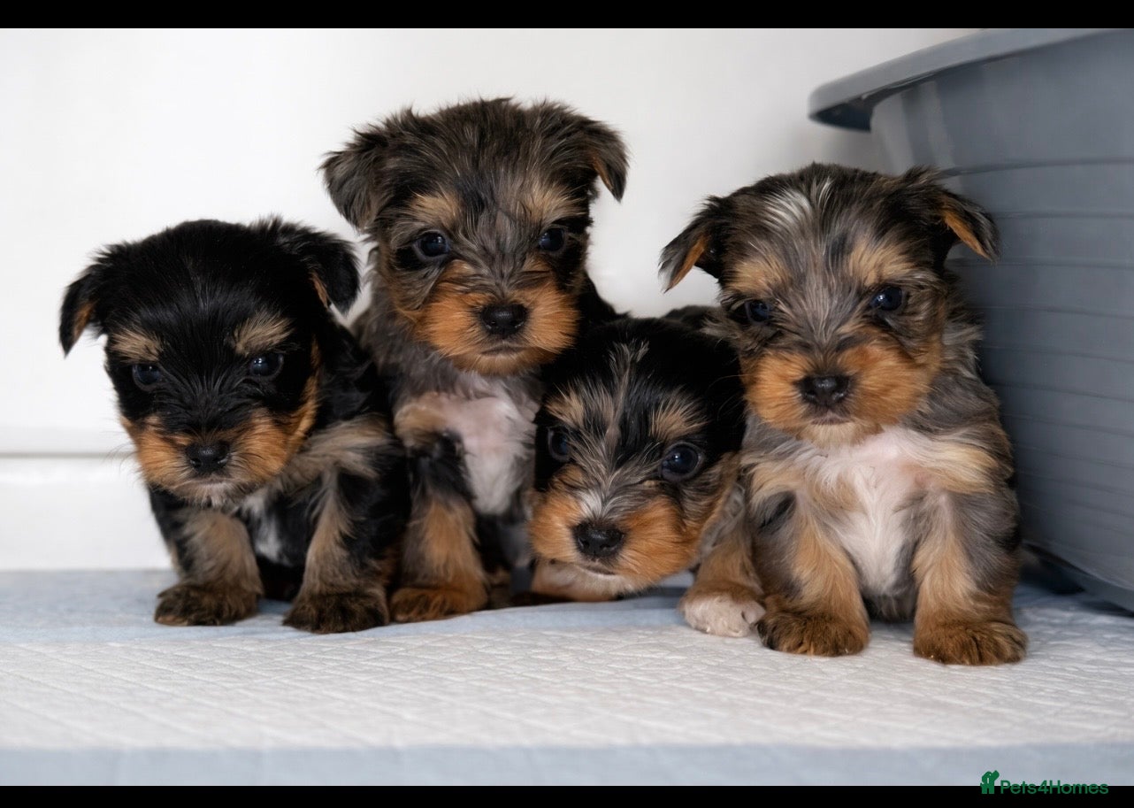 Yorkshire Terrier dogs Yorkshire terrier puppies  - Advert 3