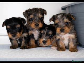 Yorkshire Terrier dogs Yorkshire terrier puppies - Advert 3