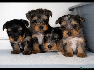 Yorkshire Terrier dogs 🌸 Stunning Yorkshire terrier puppies available 🌸 - Advert 3