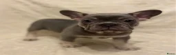 French Bulldog dogs for sale: Quality French Bulldog Lilac & Tan Puppies - Advert 23