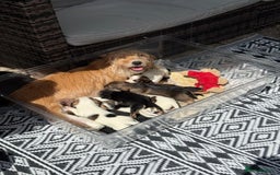 Mixed Breed dogs for sale: Jack Russel Pups in Machynlleth - Image 16