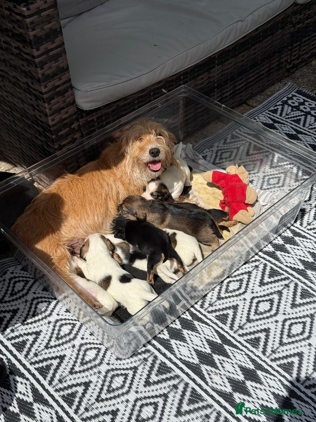 Mixed Breed dogs for sale: Jack Russel Pups in Machynlleth - Image 16