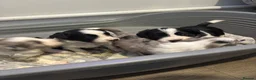 Mixed Breed dogs for sale: Black and White Sprollies 🤍🖤 - Advert 13