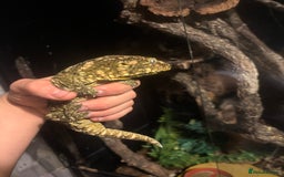 Gecko reptiles for sale: MALE leachianus gecko  - Image 2