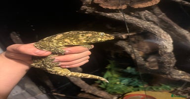 Gecko reptiles - Advert 2