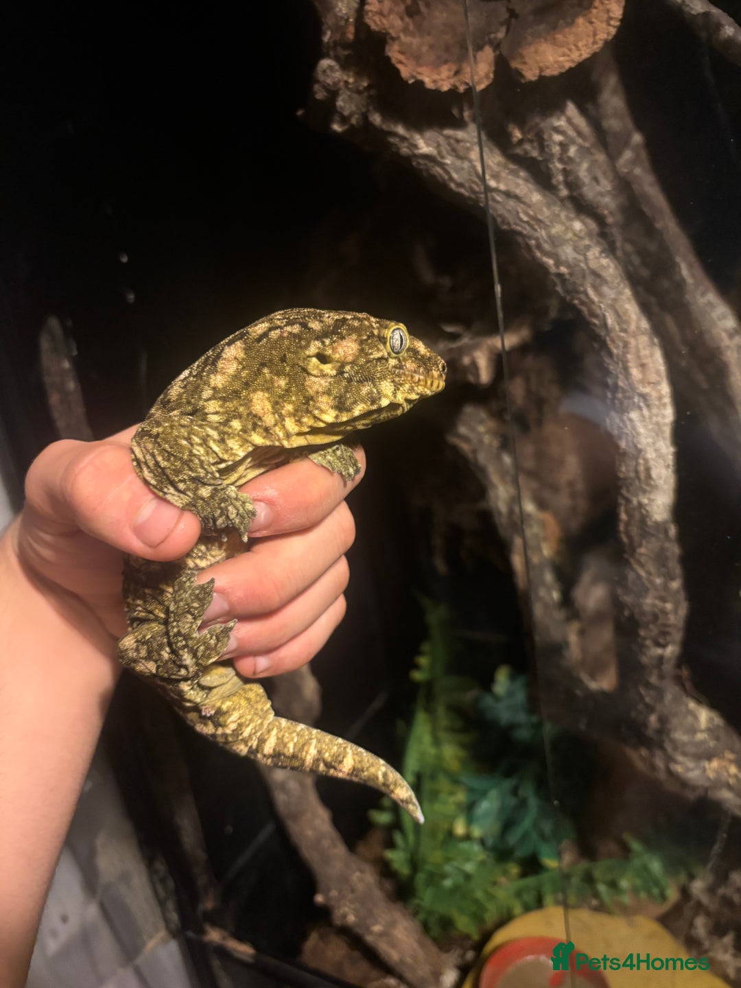 Gecko reptiles for sale: MALE leachianus gecko  - Image 2