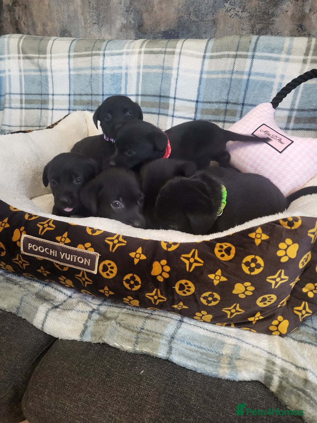 Labrador Retriever dogs for sale: KC registered Labrador Retriever puppies - Advert 5