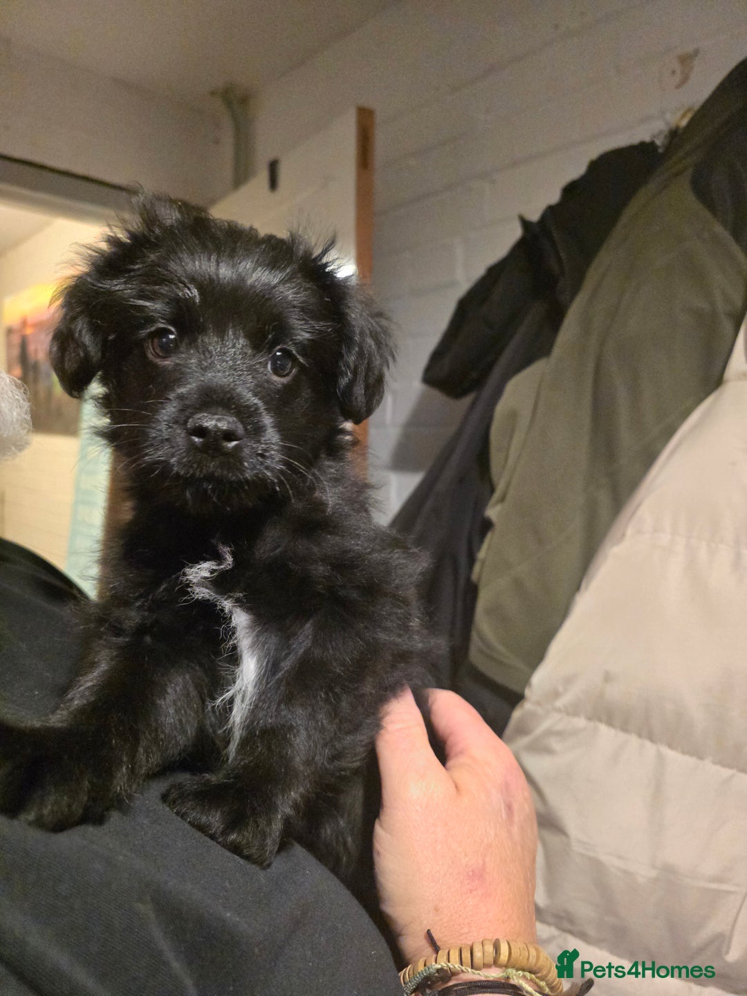 Mixed Breed dogs for sale: Schnoodle cross pomiestaff - Advert 3