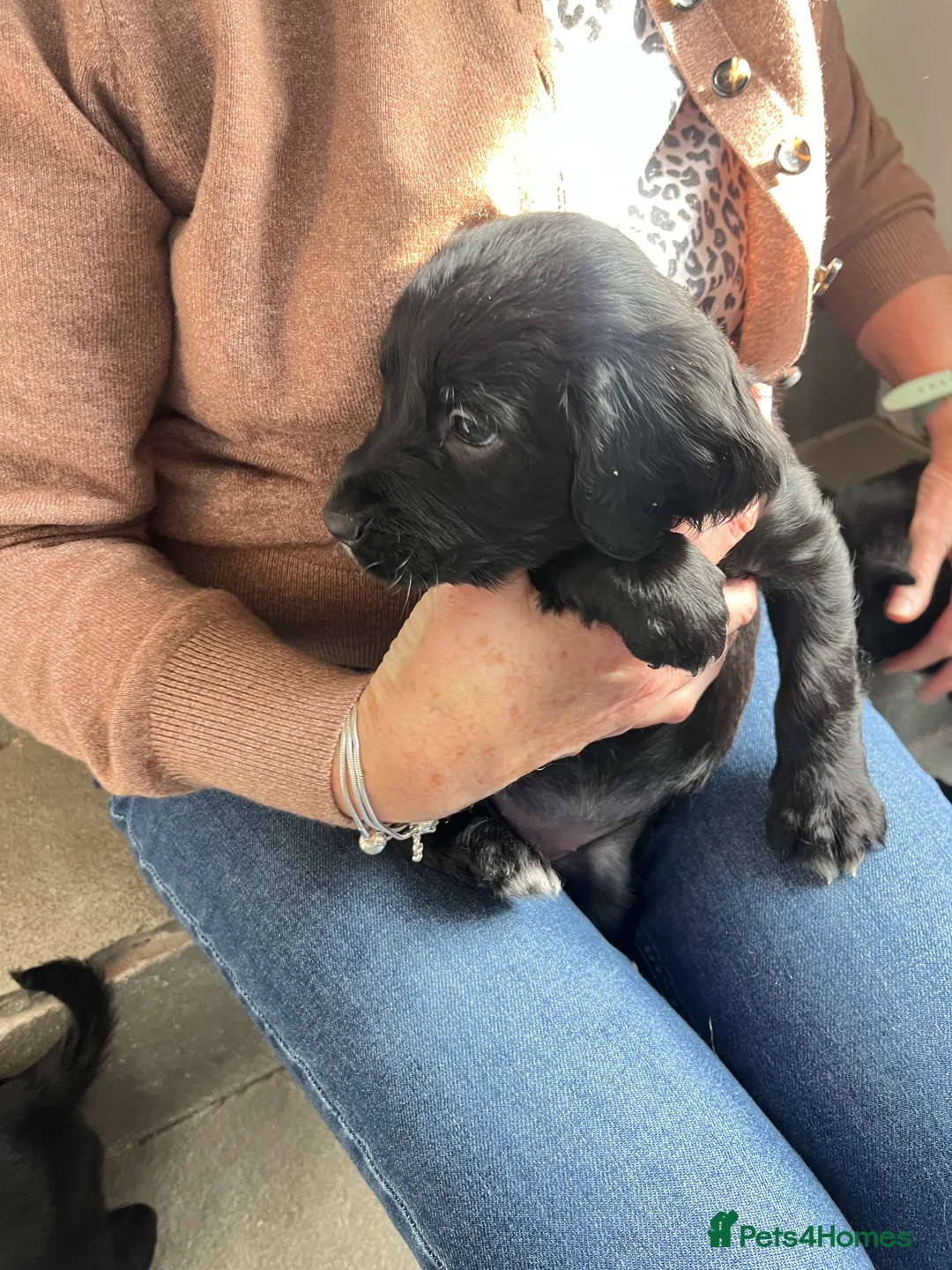 Mixed Breed dogs for sale: Mixed breed cocka pups - Advert 4