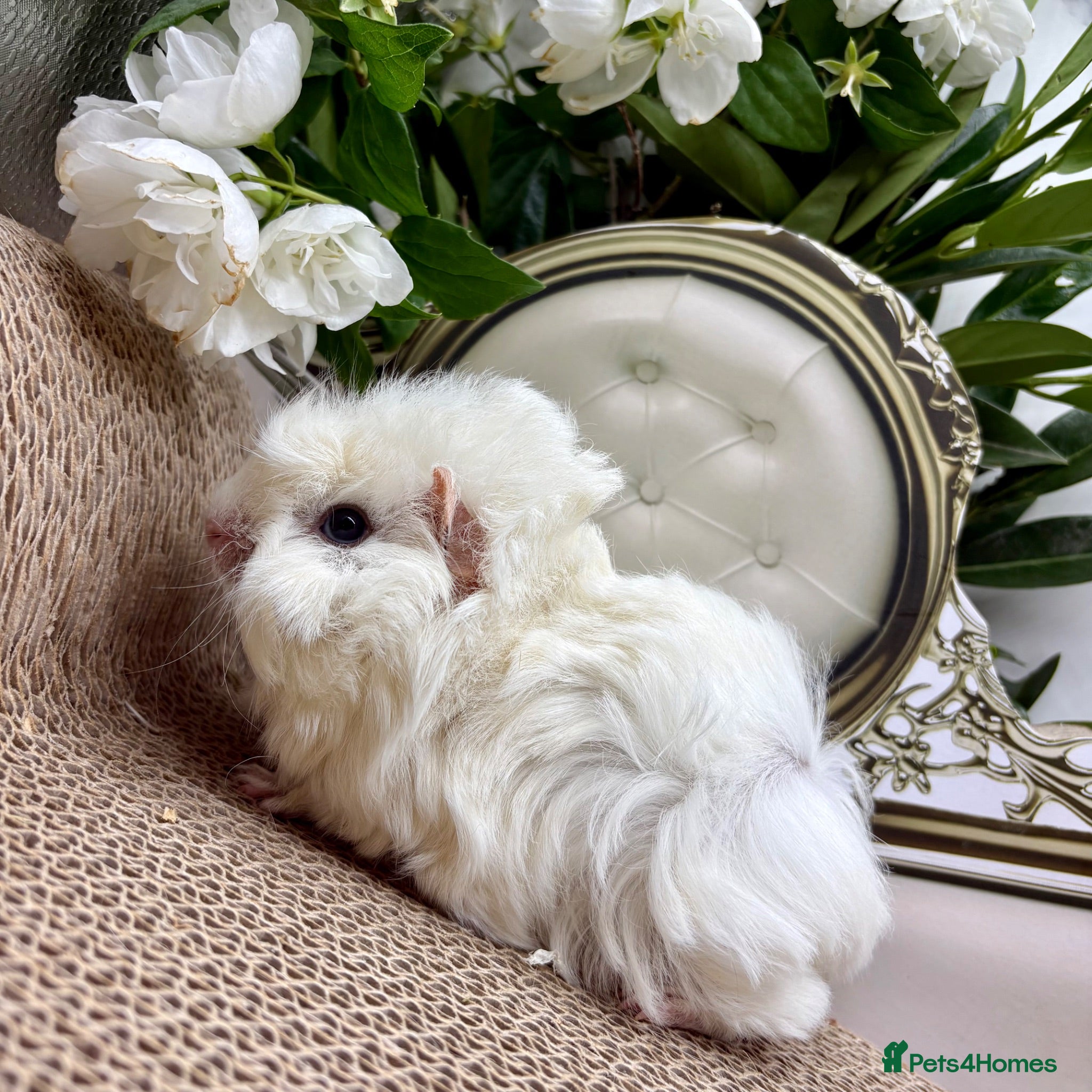Guinea Pig rodents 16 Guinea pigs for sale 🩵Boys  - Advert 2