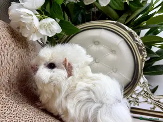 Guinea Pig rodents 16 Guinea pigs for sale 🩵Boys - Advert 2