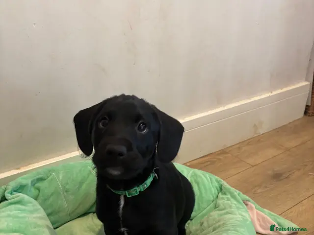 Goldador dogs for sale: Goldador with a dash of dalmation 1 left - Advert 1