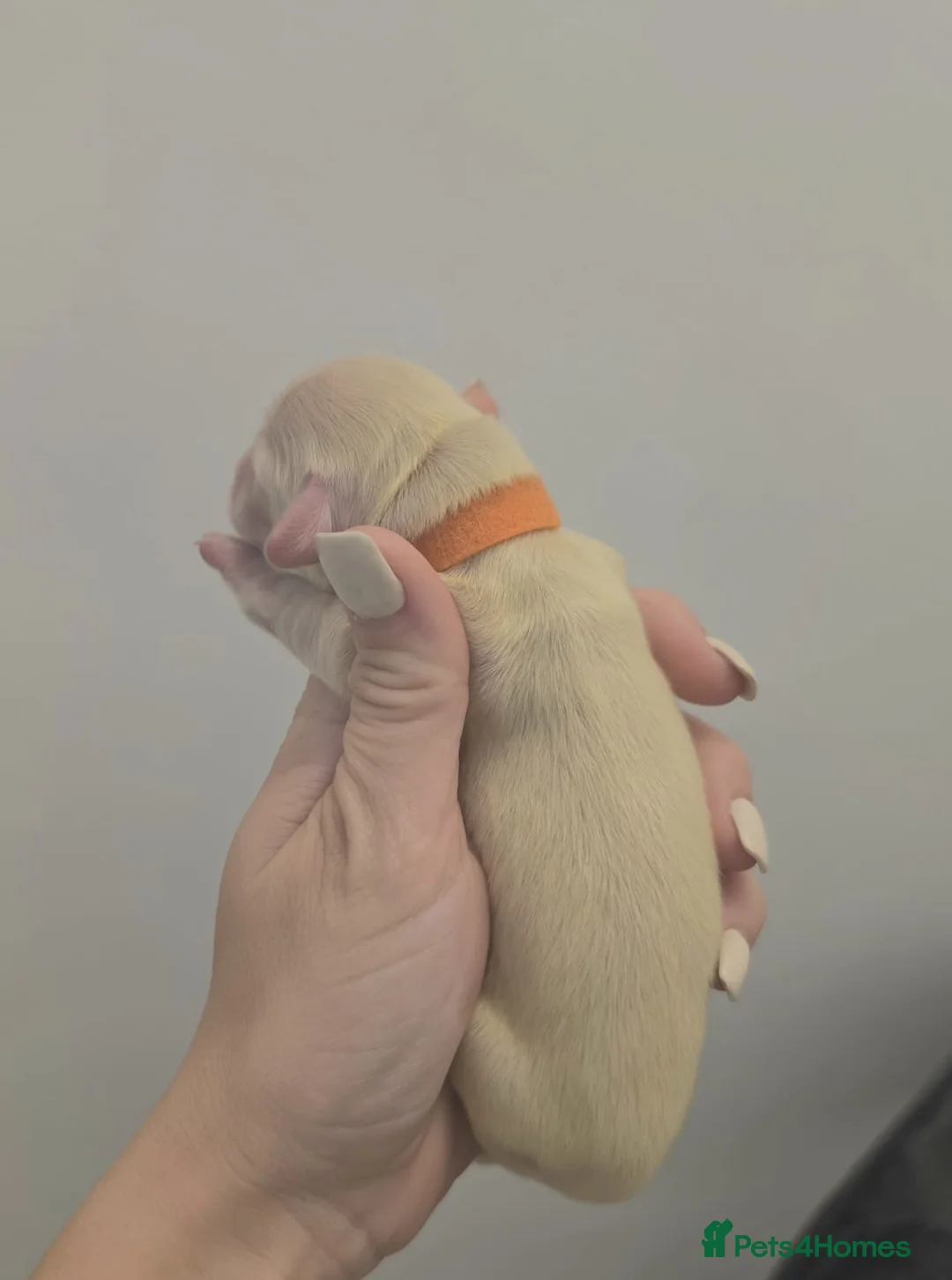 Miniature Dachshund dogs for sale: KC Reg Long haired cream miniature dachshund - Advert 2