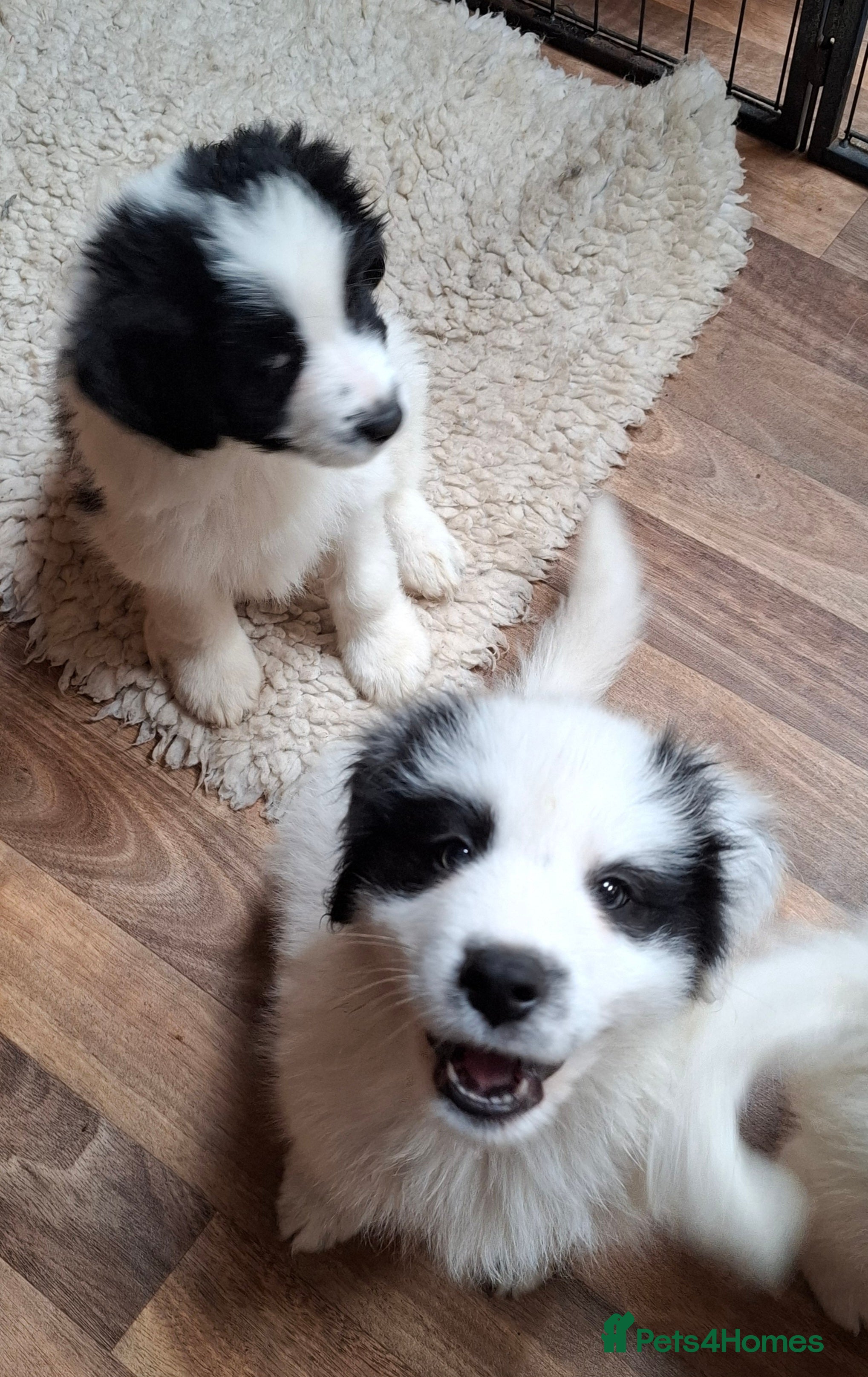 Samoyed dogs Samoyed x Border Collie Hybrid pups - Advert 10
