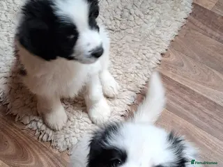 Samoyed dogs Samoyed x Border Collie Hybrid pups - Advert 10