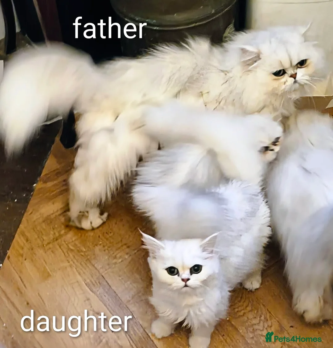 Persian cats for sale: 🍁White black tipped Persian kittens ready now - Advert 15