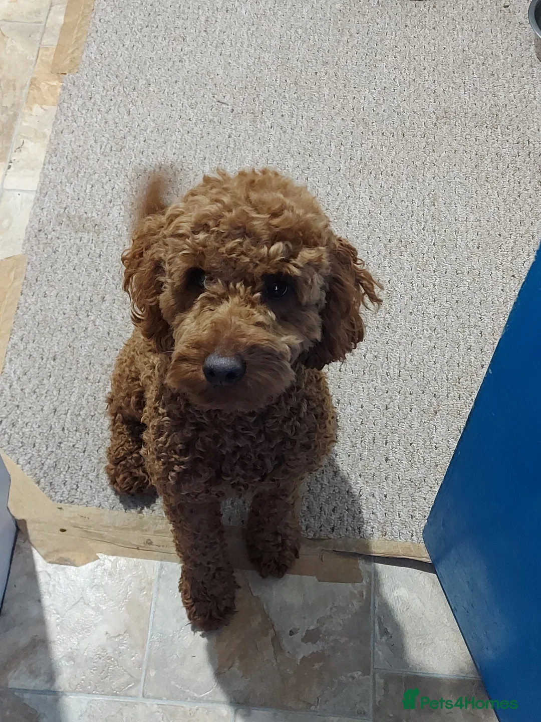 Miniature Poodle dogs for stud: OUR BARRY-KC REGISTERED MINIATURE POODLE FOR STUD in Preston - Advert 13