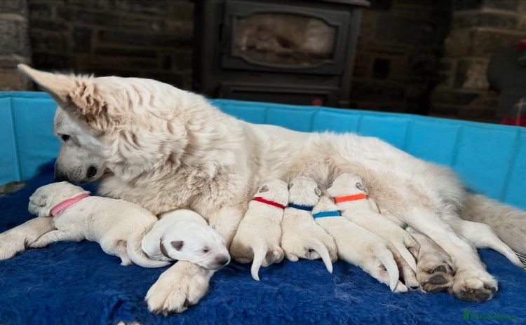 White Swiss Shepherd dogs - Advert 1