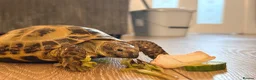 Hermann Tortoise reptiles for sale: Turbo horse field tortoise  - Advert 3