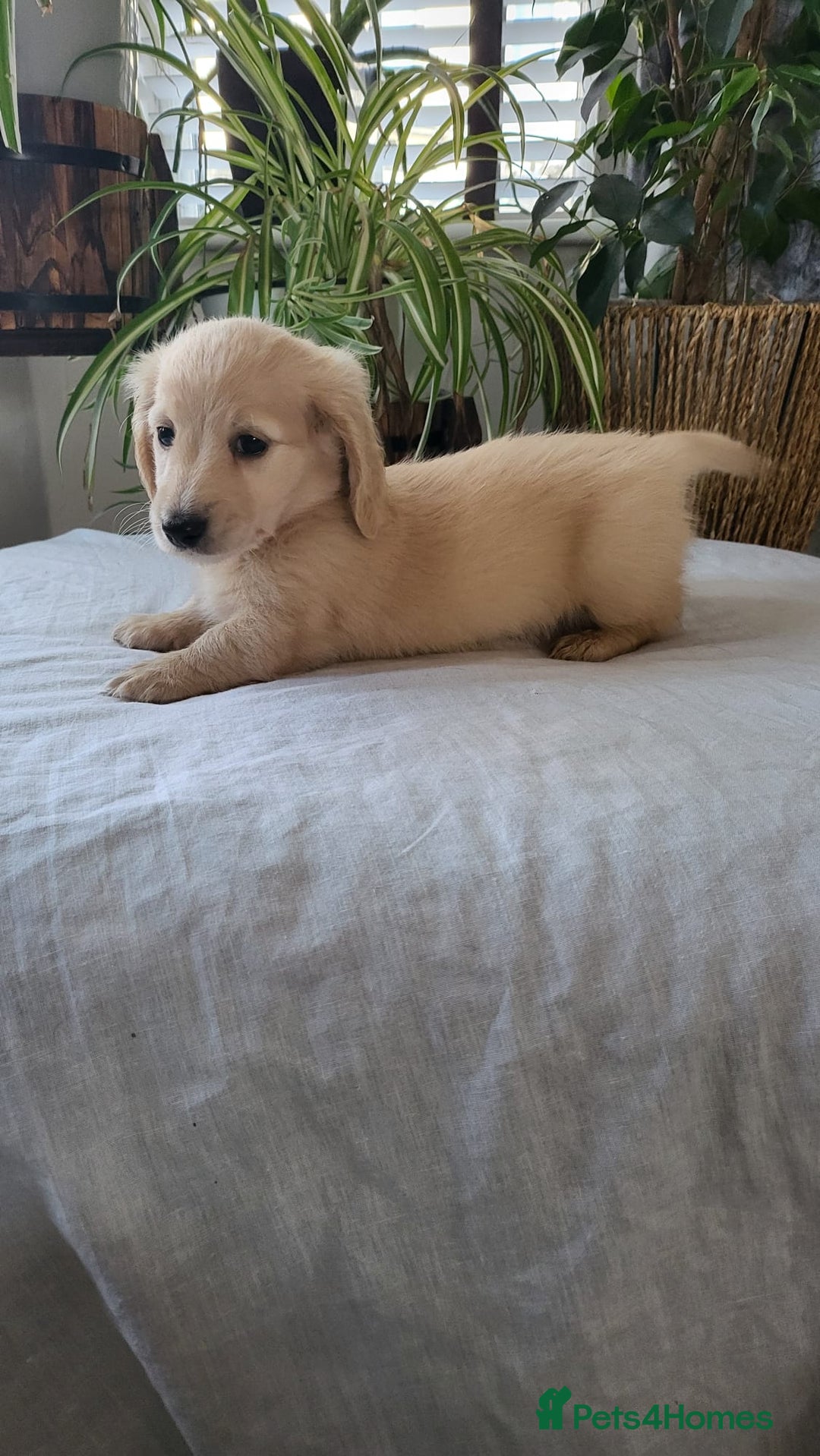 Dachshund dogs for sale: Miniature dachshunds - Image 2