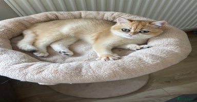 British Shorthair cats - Advert 11