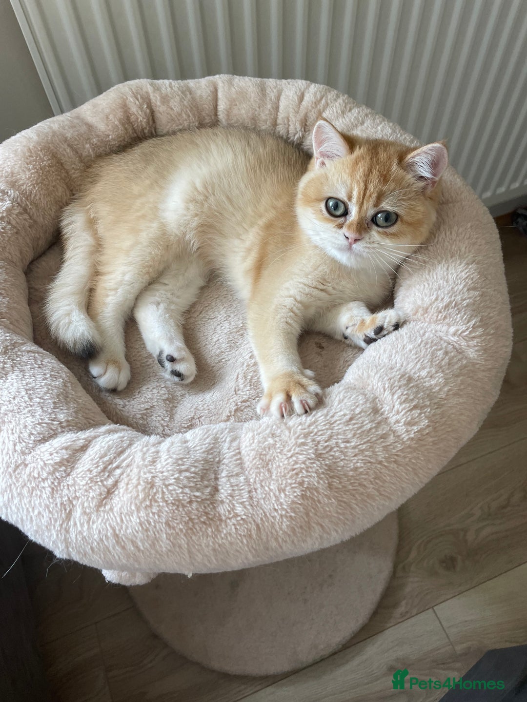British Shorthair cats for sale: TICA & GCCF  Registered ACTIVE  Female Active  - Image 3