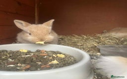 Netherland Dwarf rabbits for sale: Baby bunnies  - Image 1