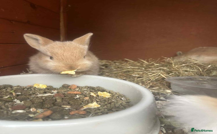 Netherland Dwarf rabbits - Advert 1