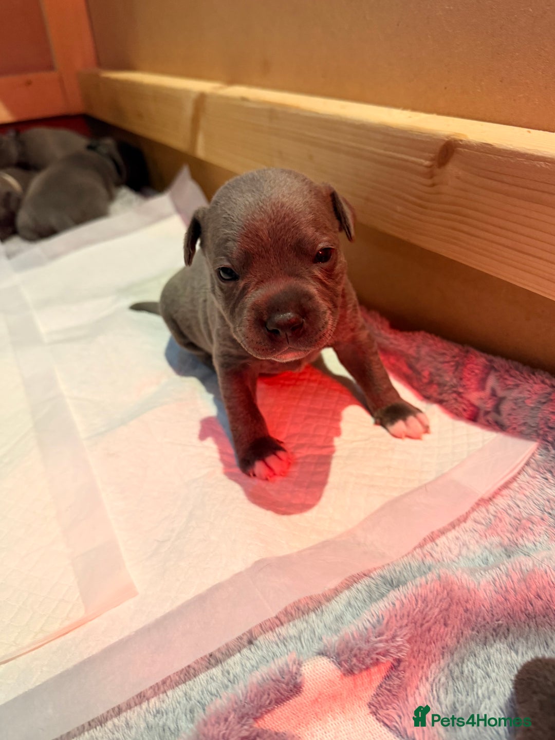 Staffordshire Bull Terrier dogs for sale: 💙Blue x Rare Fawn Staffordshire Bull Terrier Pups - Advert 15