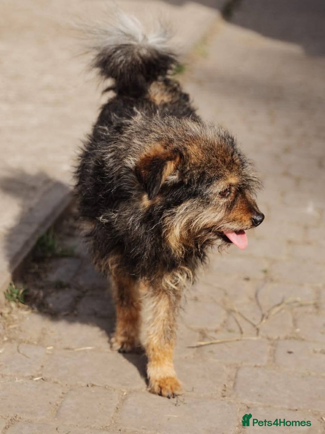 Mixed Breed dogs for adoption: 💖🐶 MALVINA 🐶💖 - Image 3