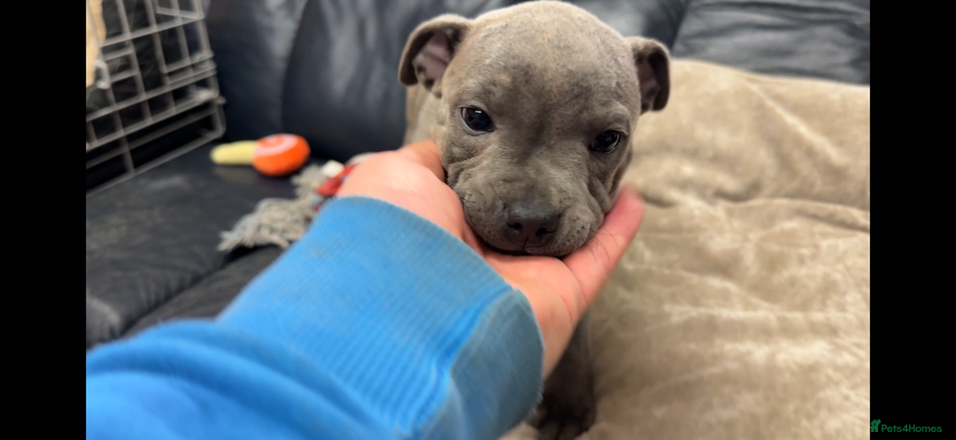 Staffordshire Bull Terrier dogs for sale: KC & DNA tested Staffordshire Bull Terrier Puppies - Advert 13