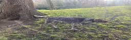 German Wirehaired Pointer dogs for sale: German Wirehaired Pointer Pups -From working Lines in Doune - Advert 7